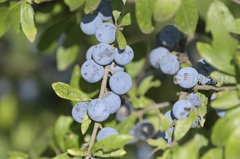 黑刺莓(Prunus spinosa)